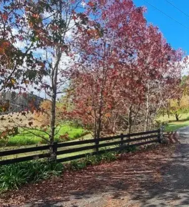 The tree-lined driveway at Keystone Lodge, the first thing people see when they arrive.