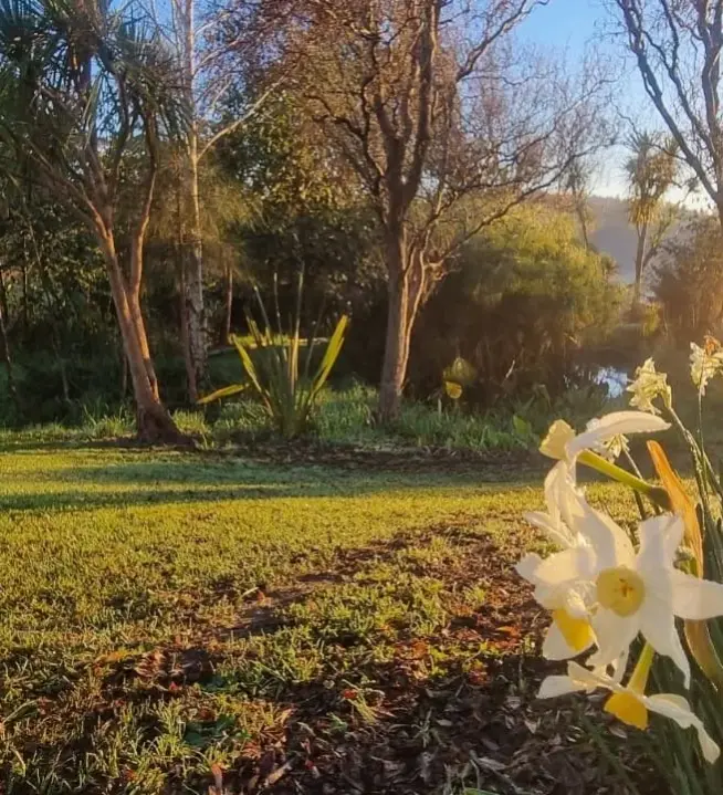 Morning light on the daffodil garden at Keystone Lodge.