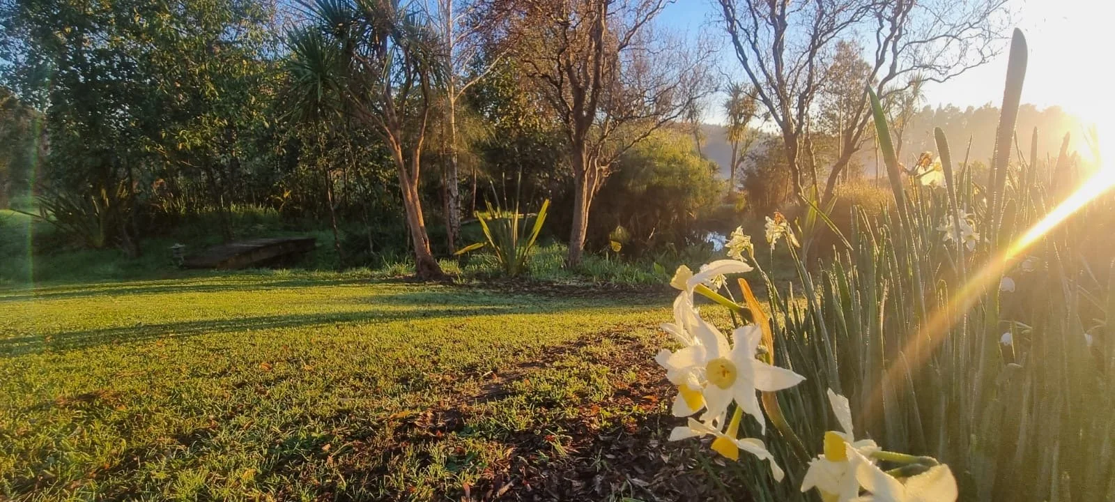 Morning light on the daffodil garden at Keystone Lodge.