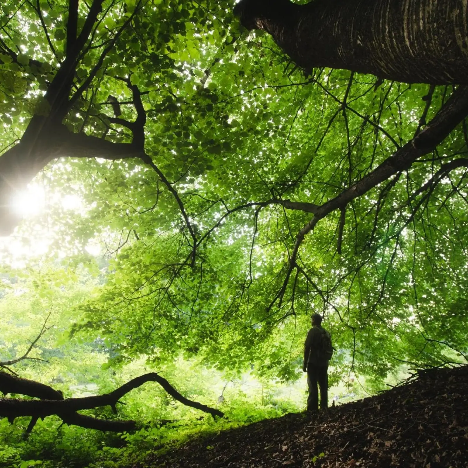 Nature Therapy in Recovery: Why the Outdoors Speeds Healing
