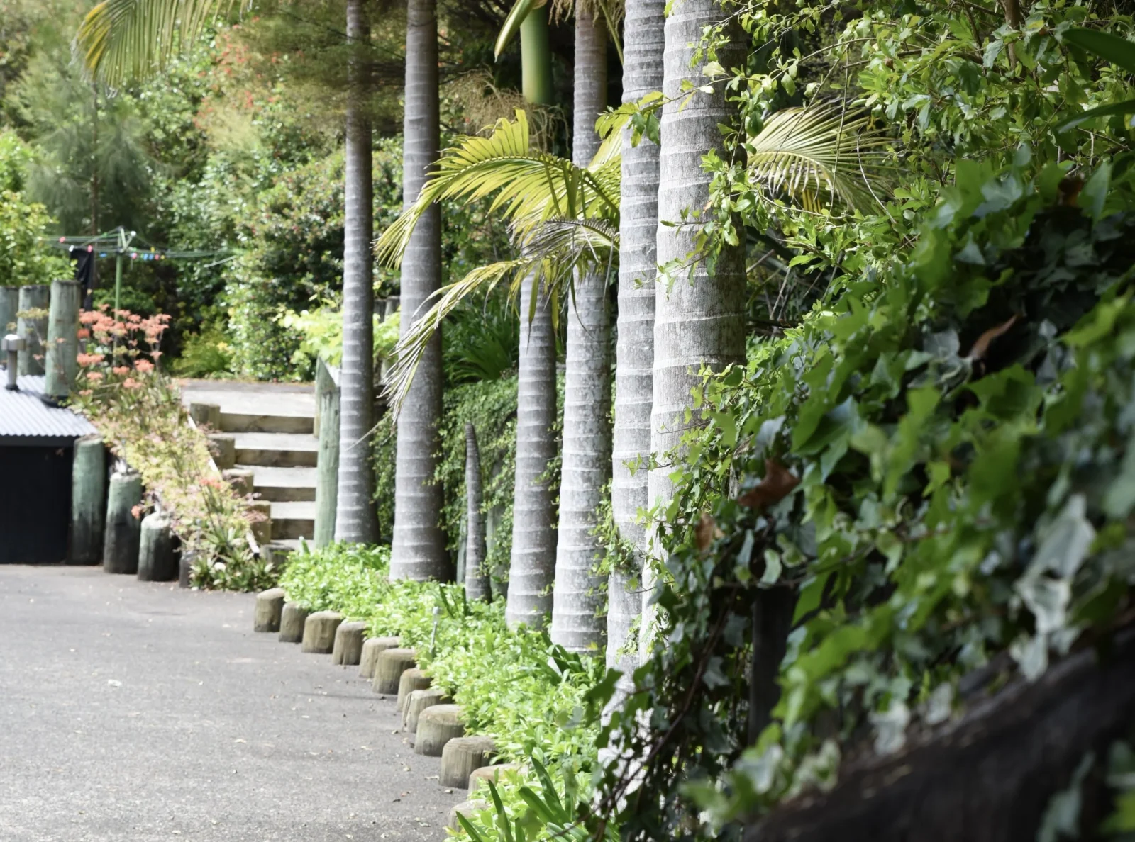 A palm-lined path through the gardens at Keystone Lodge