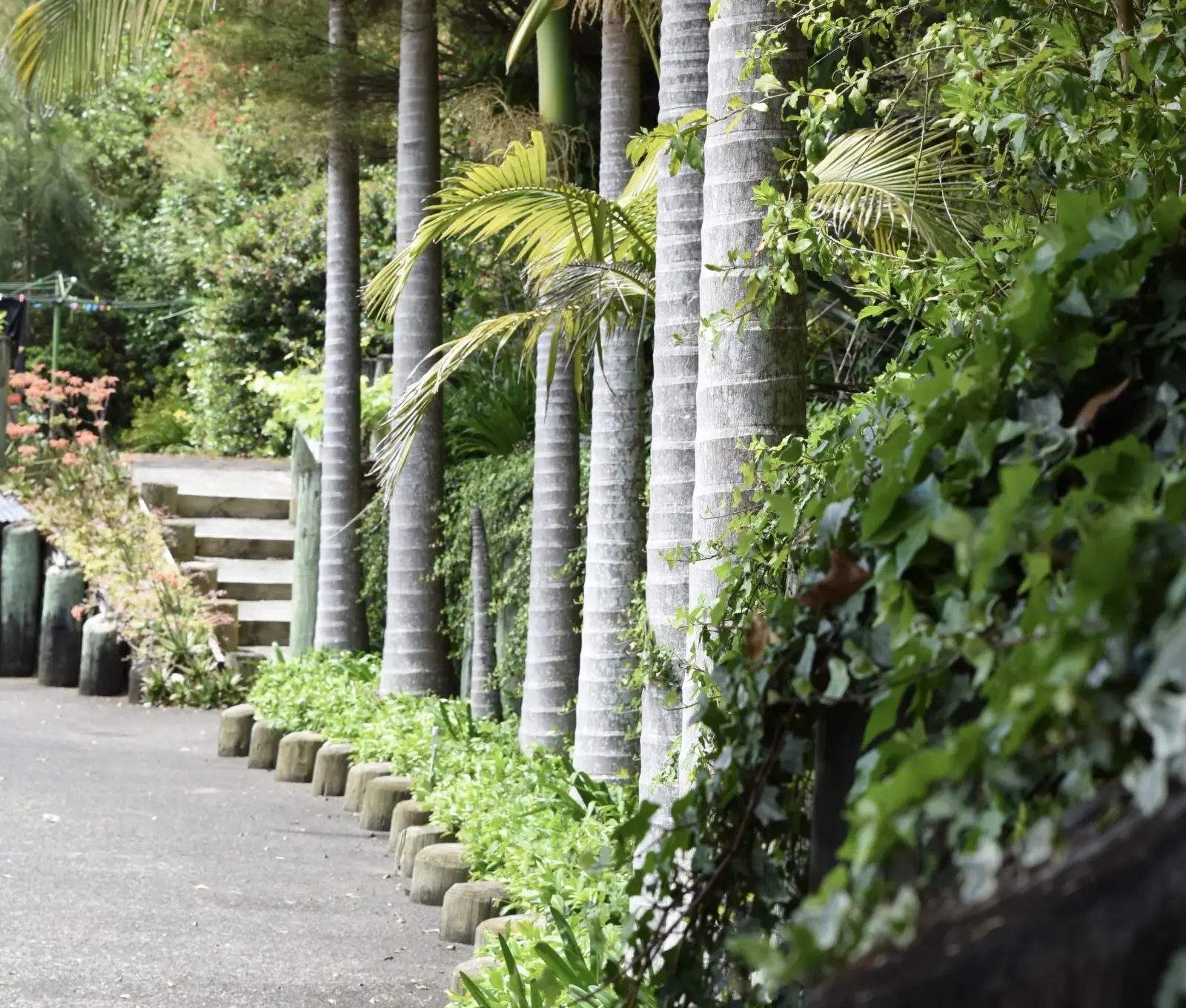 A palm-lined path through the gardens at Keystone Lodge