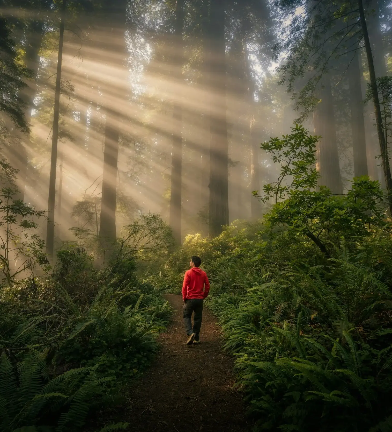 Light coming through the trees to a person walking.